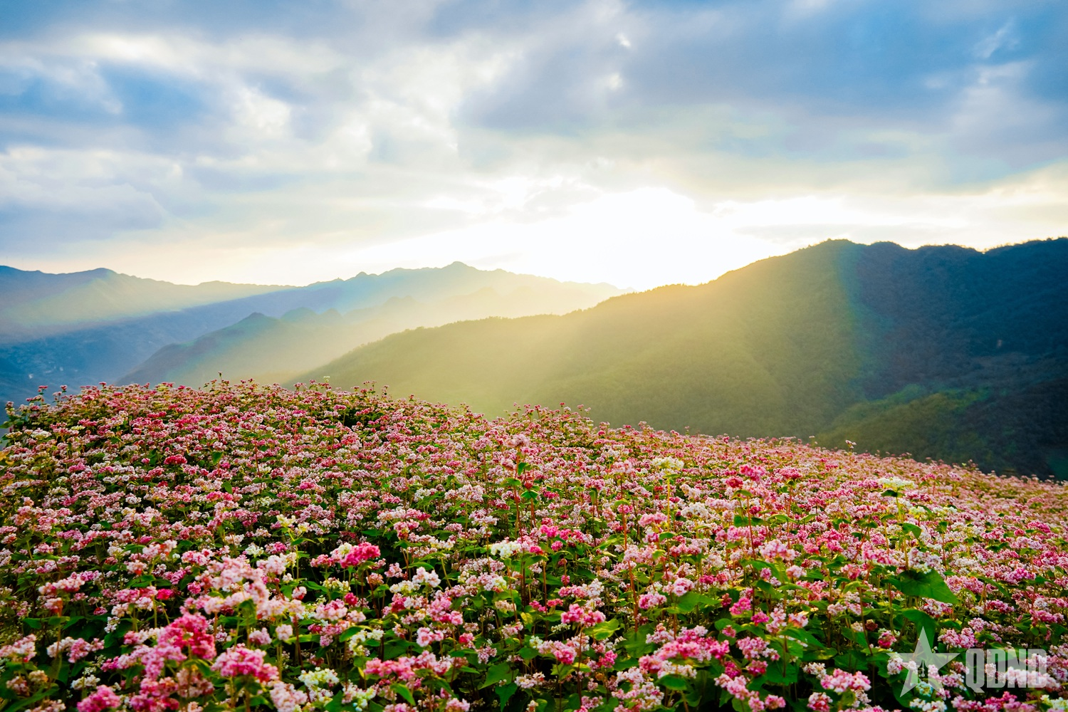 Tuyên Quang hướng tới Lễ hội Hoa tam giác mạch 2025: Lan tỏa sức sống “Miền đá nở hoa”

